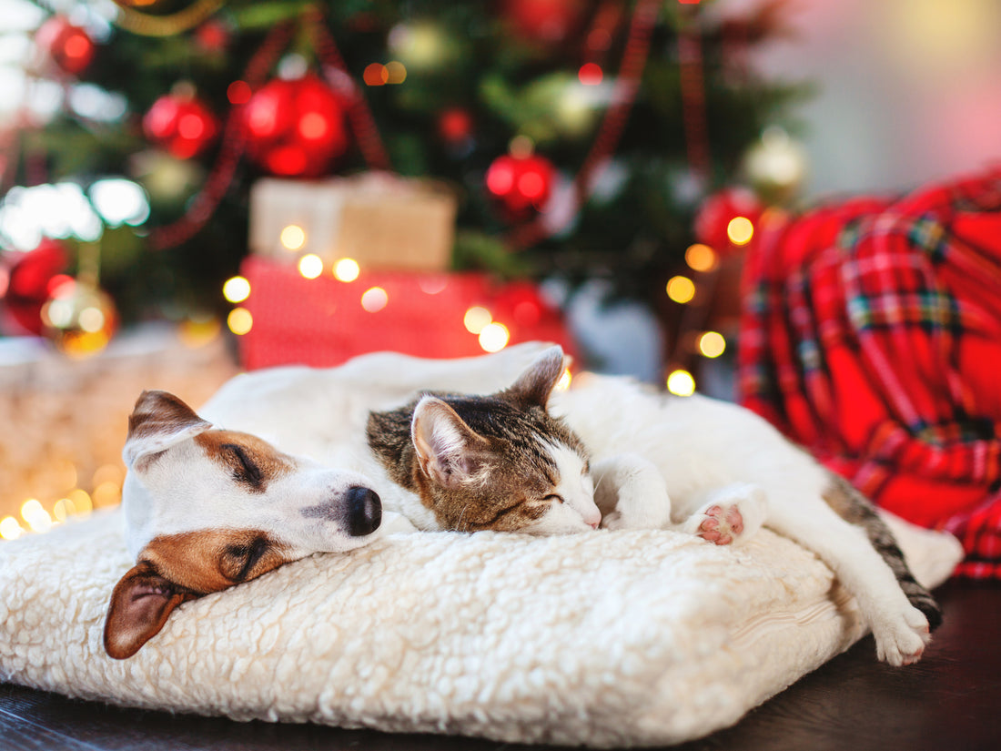 Helping Pets Cope with Holiday Stress