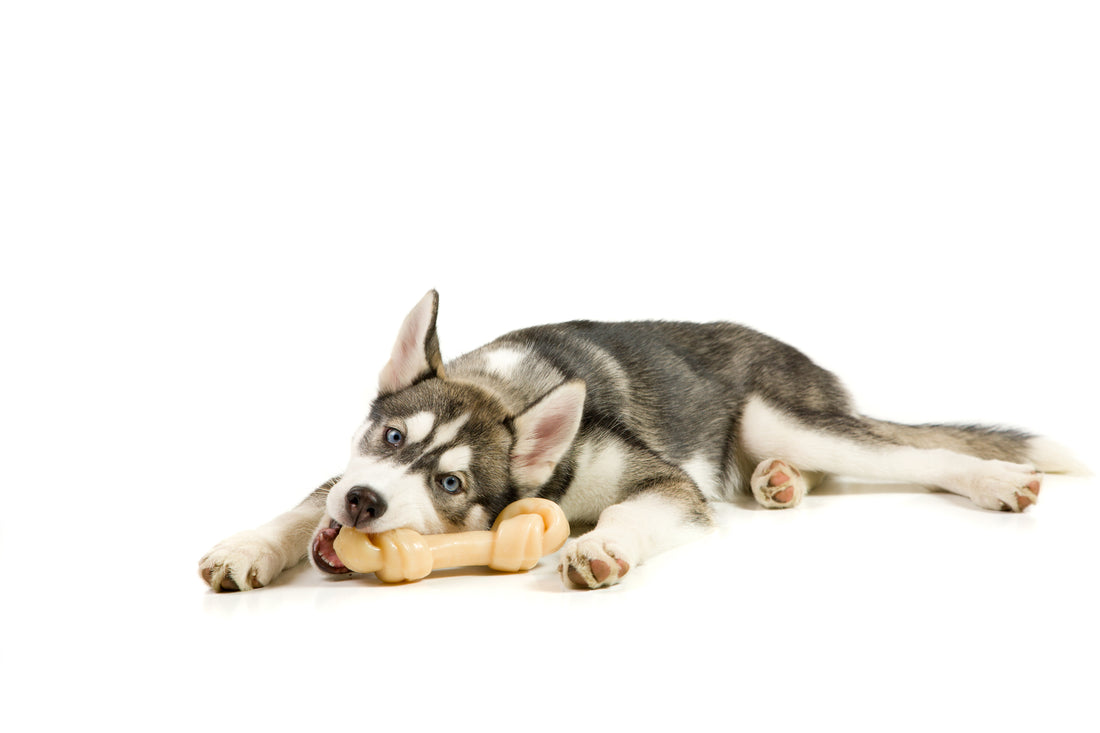 The Hidden Health Benefits of Puppy Chewing