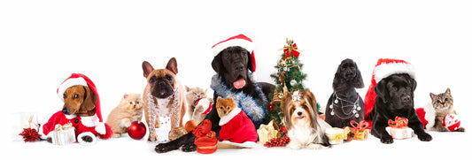 Keeping Pets Safe Around Festive Foods