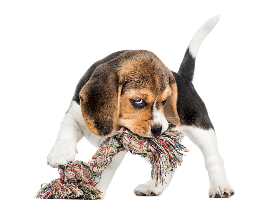Selecting Safe and Fun Chew Toys for Puppies