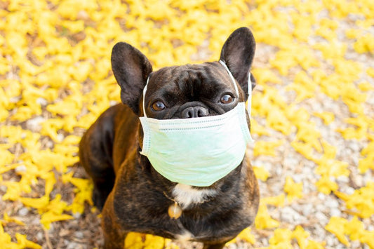 Introduction to the Series: From Zoomies to Zoom: The Pandemic Pet Experience