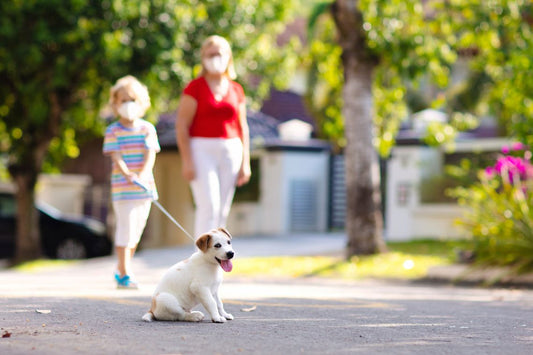 Easing Your COVID Pet into a Post-Pandemic Life