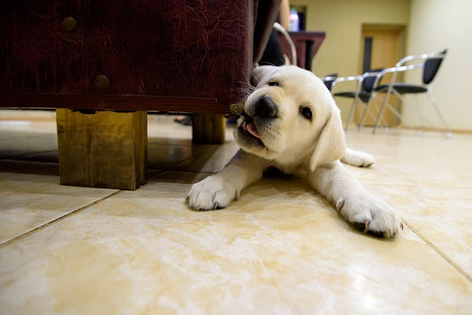 Introduction to the Series: Navigating the World of Puppy Chewing