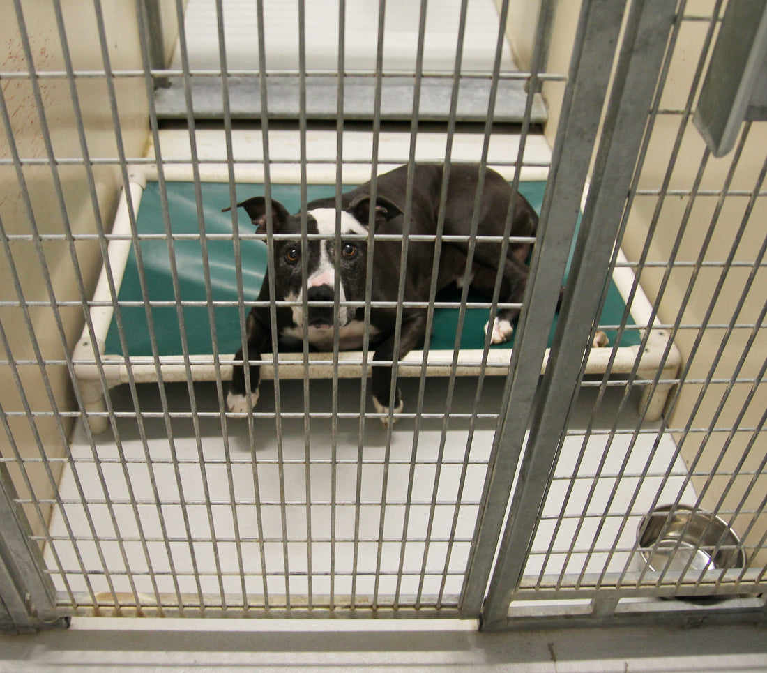 Abandoned Hopes: The Downside of COVID-Era Pet Adoption