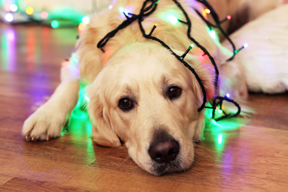 Decorating for the Holidays with Pets in Mind