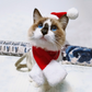 Cat or Dog Christmas Hat/Scarf Set