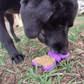 Butterfly Chew and Lick Toy