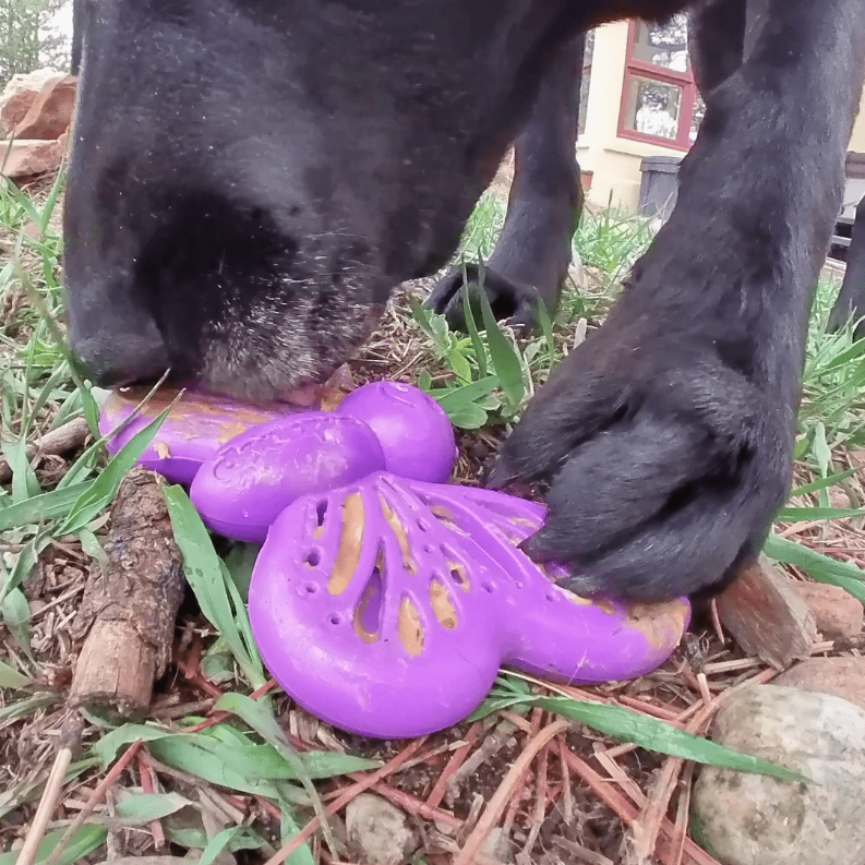 Butterfly Chew and Lick Toy