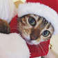 Cat or Dog Christmas Hat/Scarf Set
