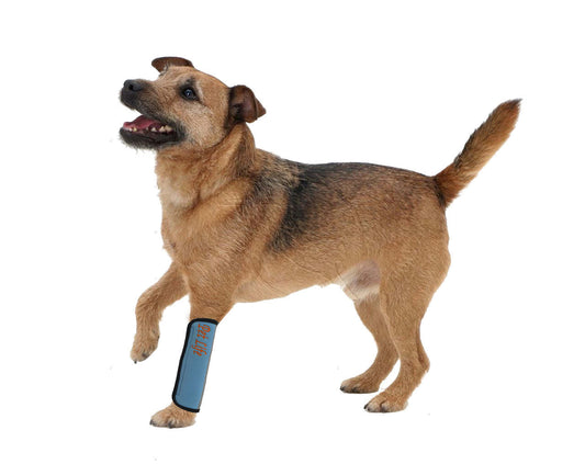 Extreme-Neoprene Joint Protective Reflective Pet Sleeves- Blue