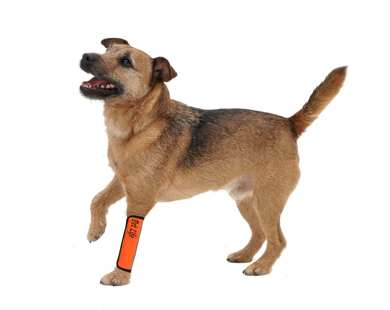 Extreme-Neoprene Joint Protective Reflective Pet Sleeves- Orange